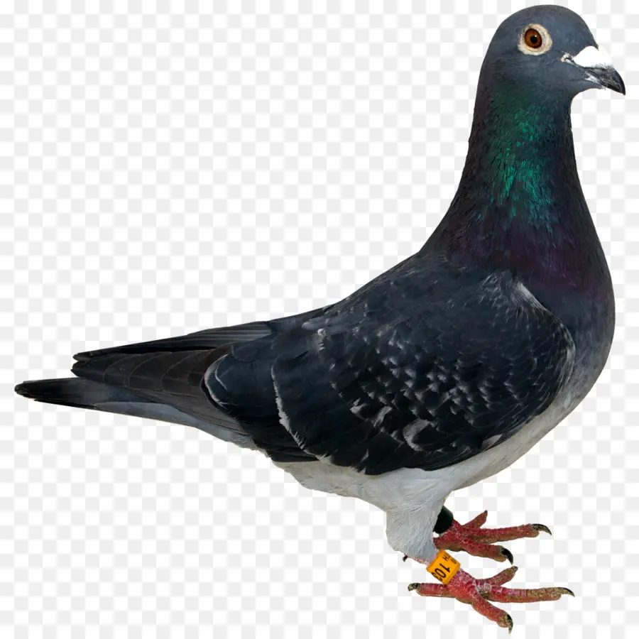 Pombo，Pássaro PNG