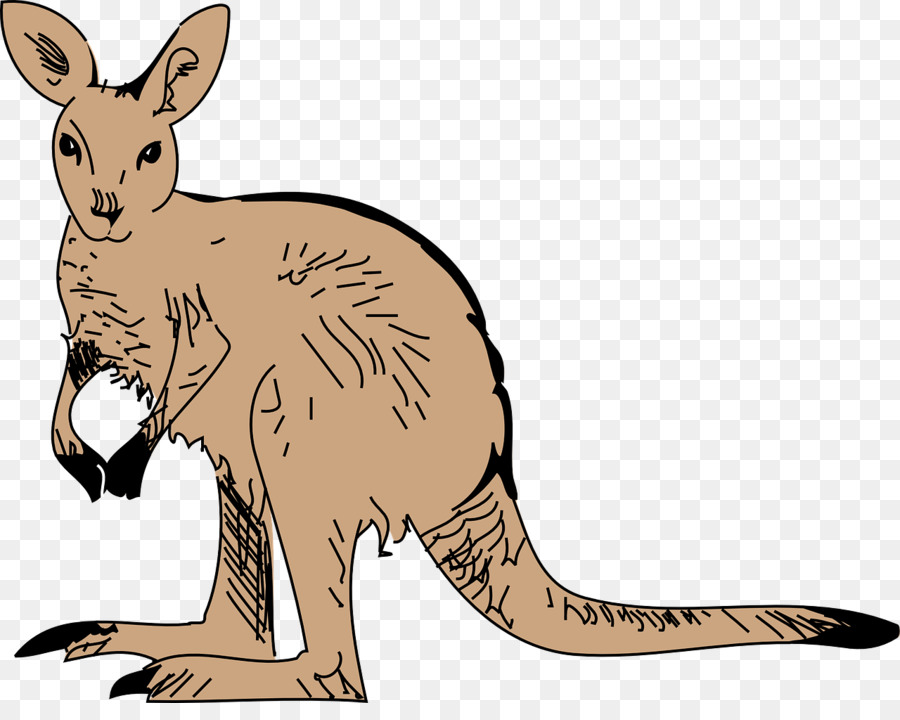 Canguru，Marsupial PNG