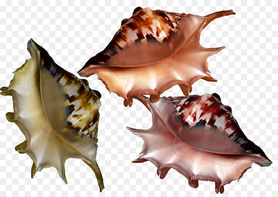 Seashell，Moluscos PNG