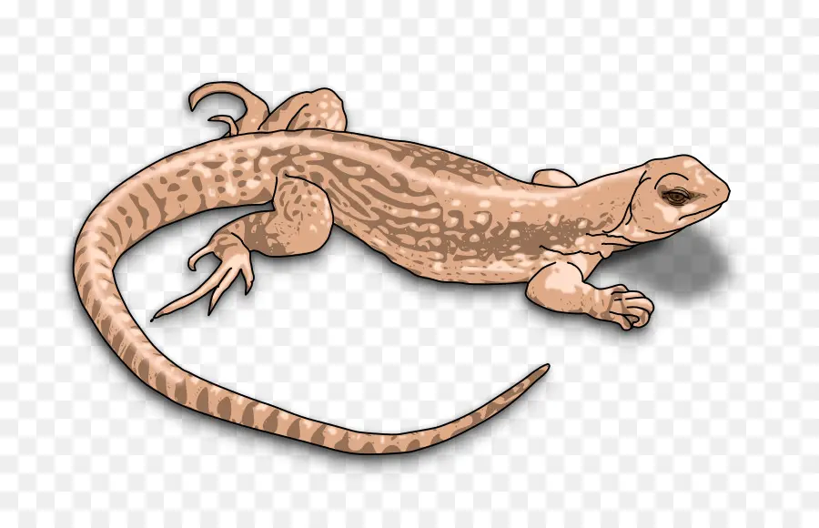 Lagarto，Réptil PNG