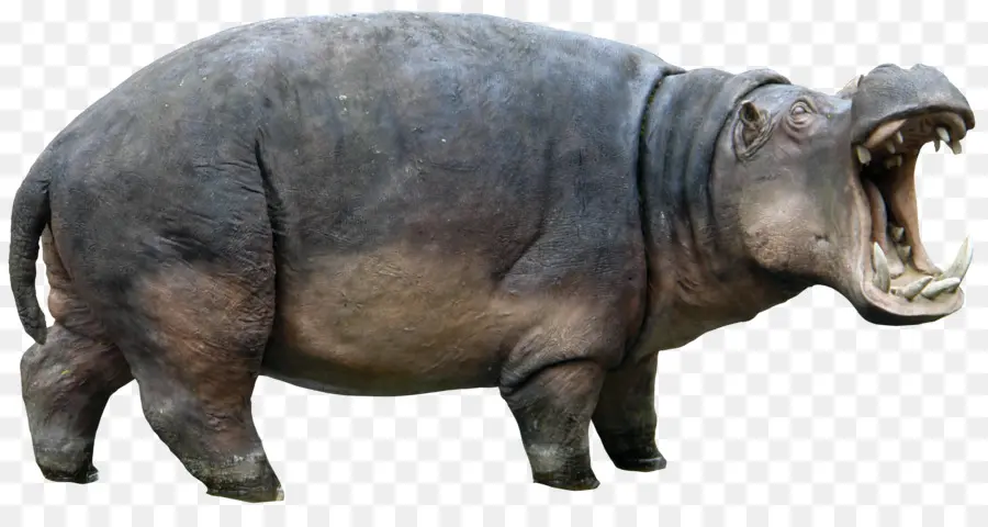 Hipopótamo，Rhino PNG