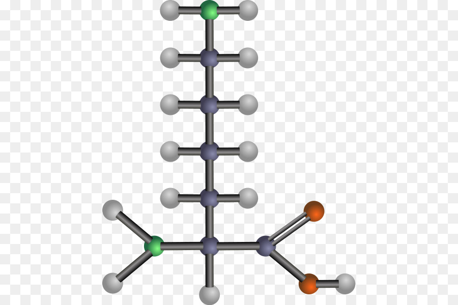 Aminoácidos，A Leucina PNG