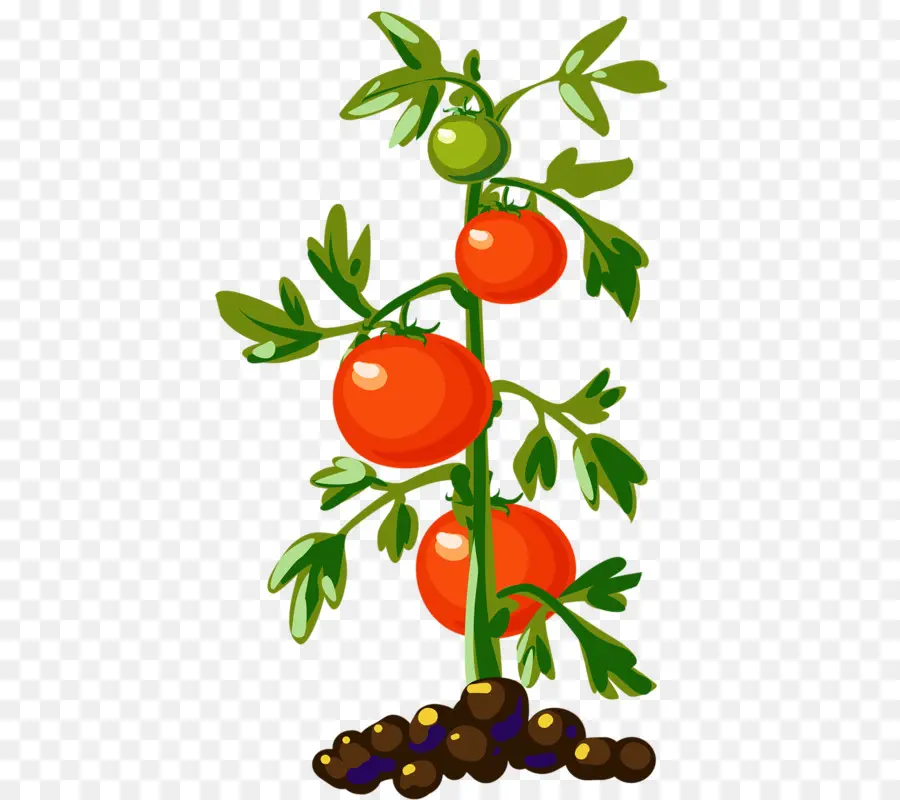 Tomate，Planta PNG