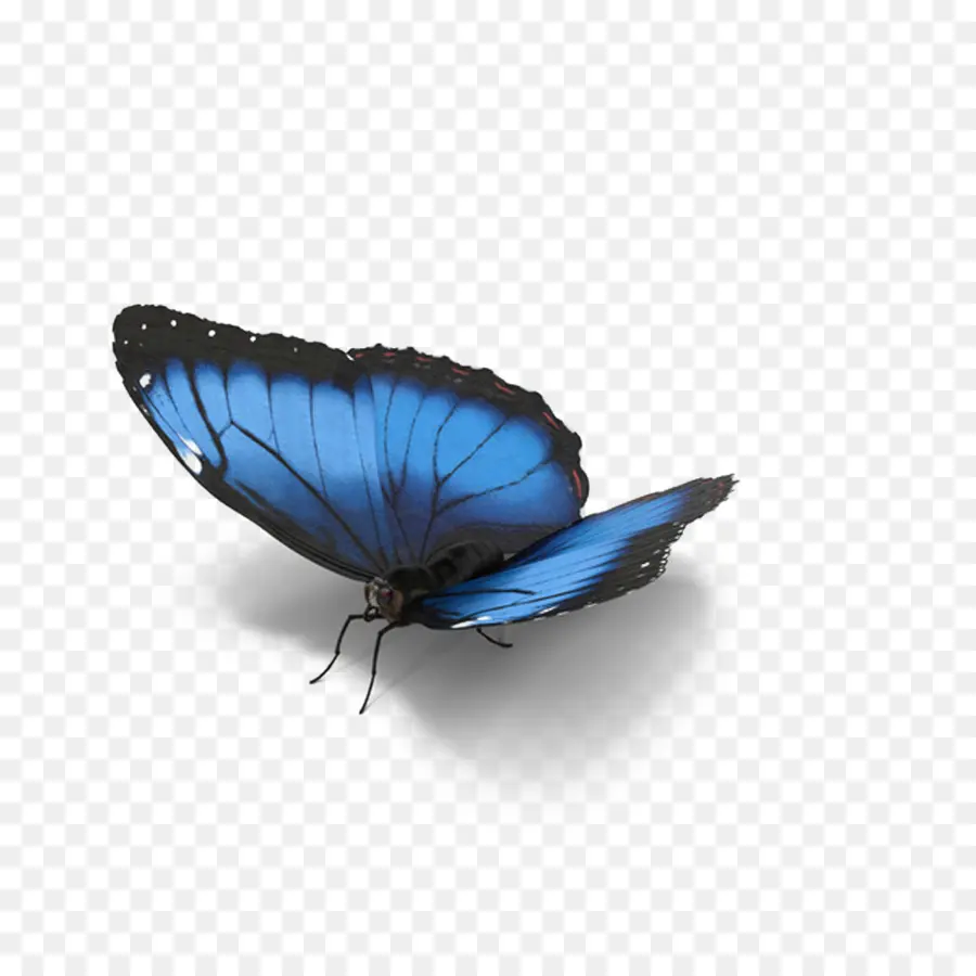 Borboleta Azul，Asas PNG