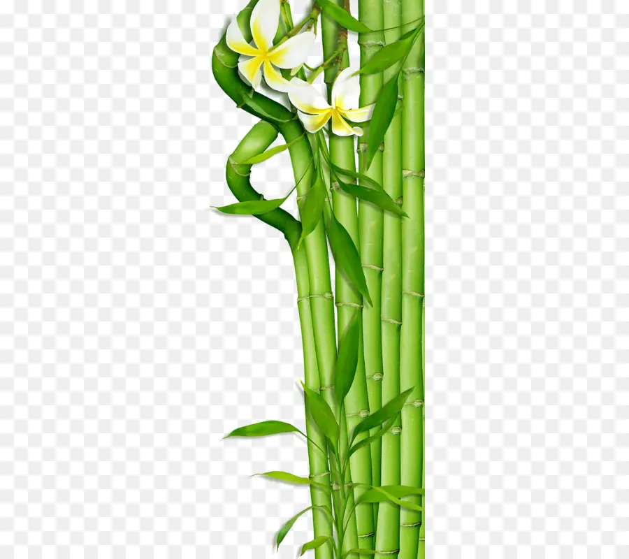 Bambu，Flor PNG