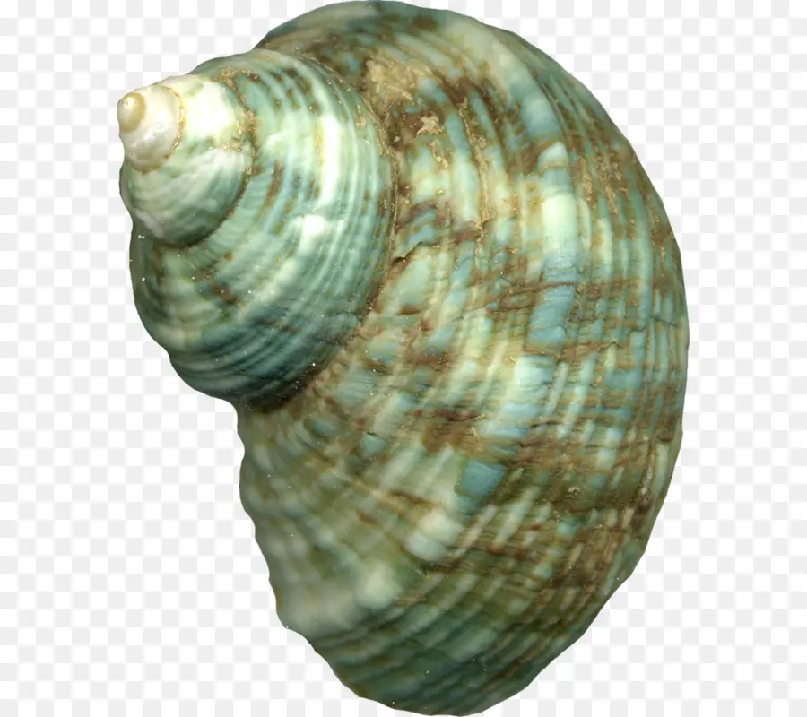 Concha，Oceano PNG