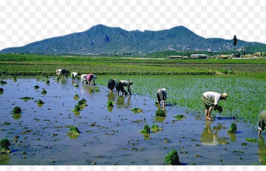 Agricultores，Campo De Arroz PNG