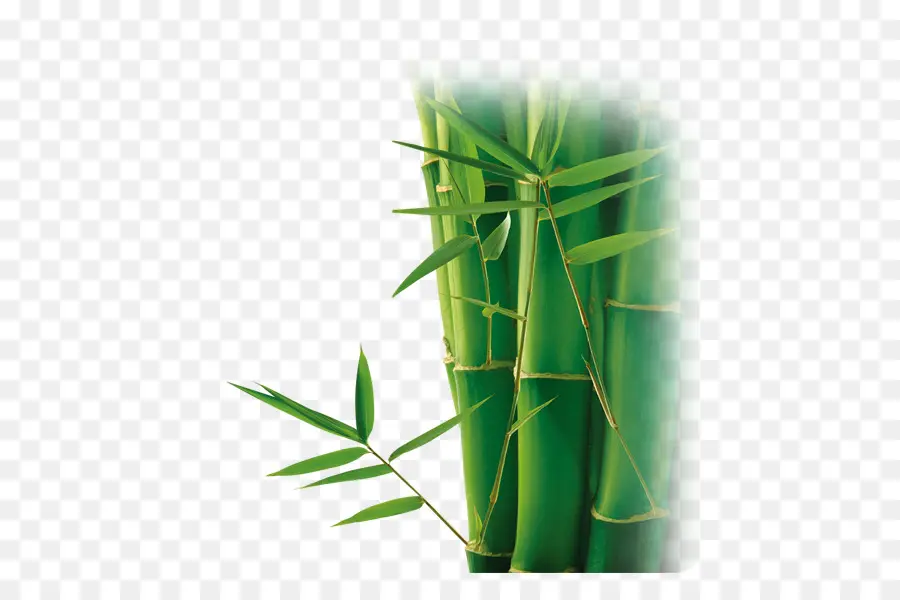 Bambu，Bamboe PNG