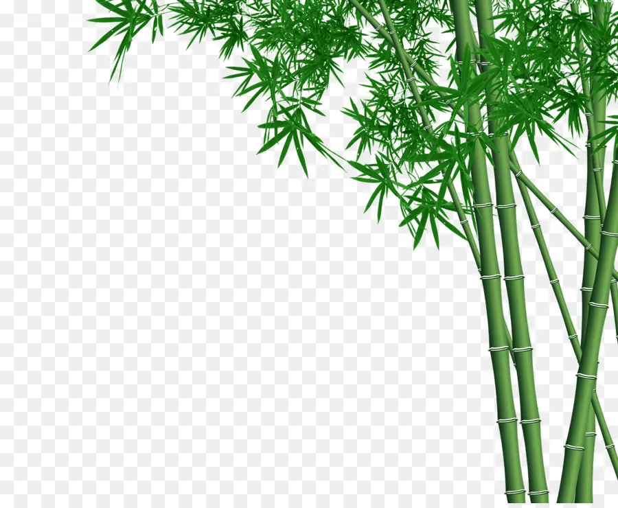 Bambu，Parede PNG