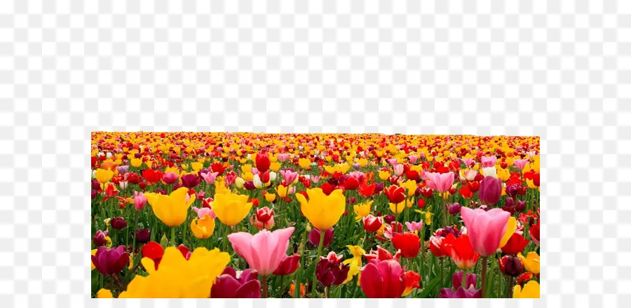 Campo De Tulipas，Colorido PNG