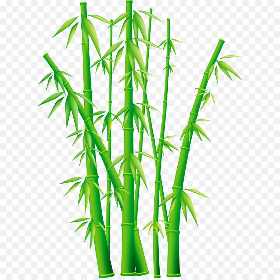 Bambu，Conteúdo Grátis PNG