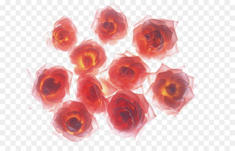 Rosas Vermelhas，Ramalhete PNG