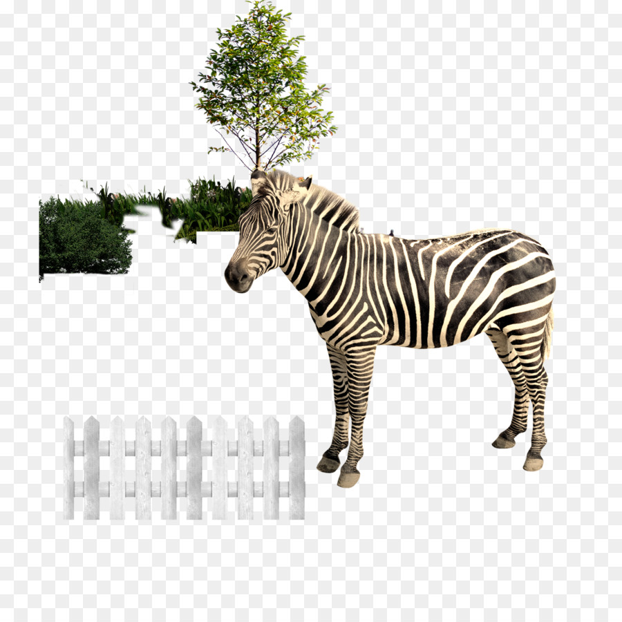Zebra，Download PNG