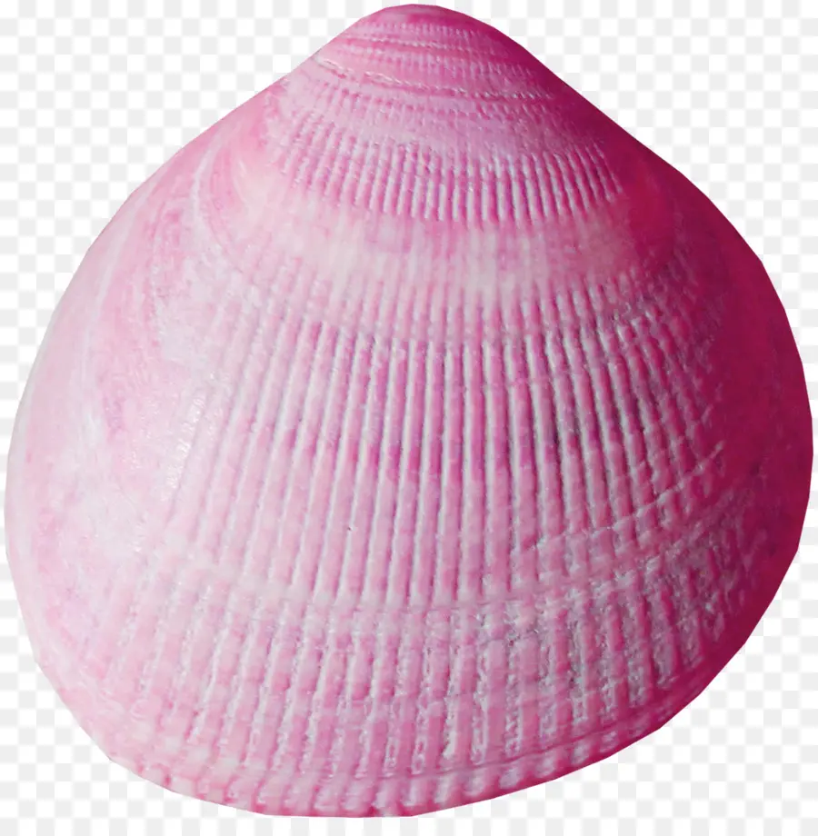 Seashell，Búzio PNG