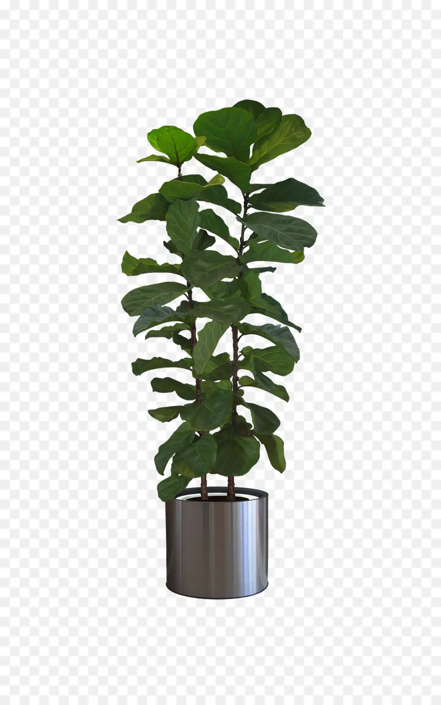 Planta Em Vaso，Folhas PNG