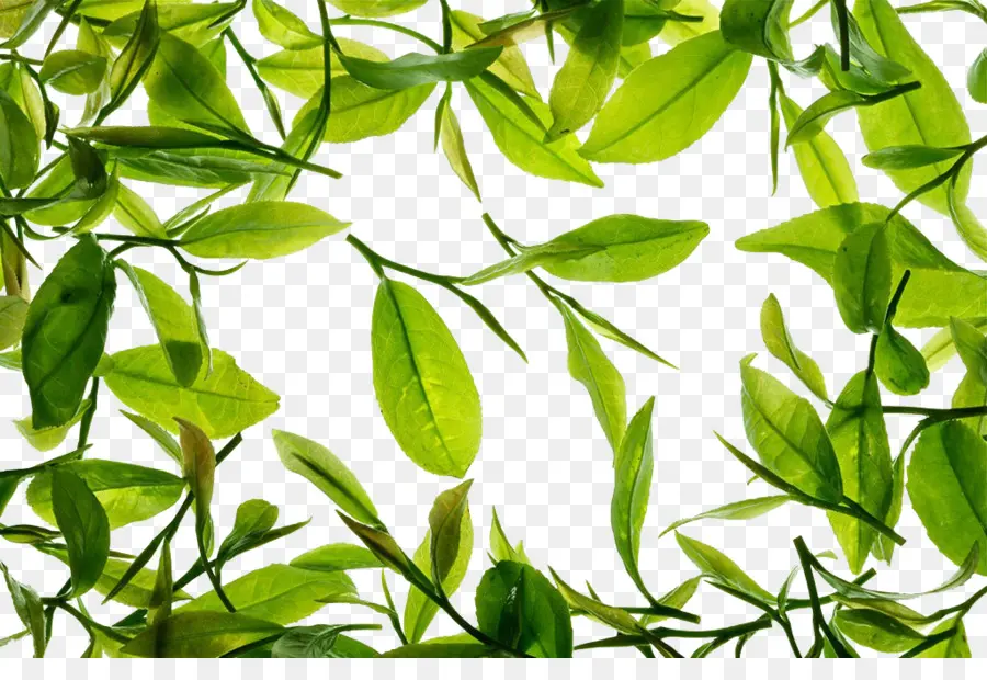 Folhas Verdes，Natureza PNG