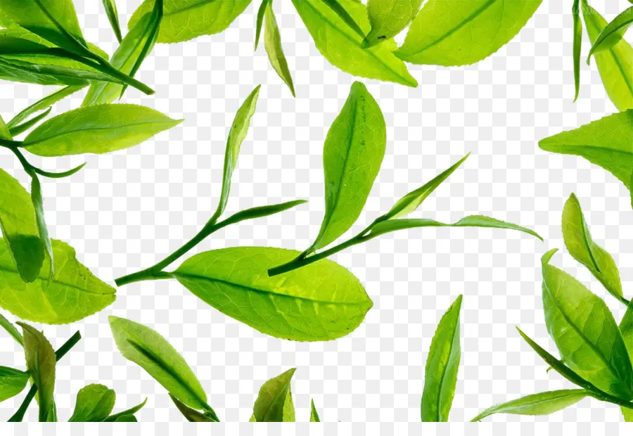 Folhas Verdes，Natureza PNG