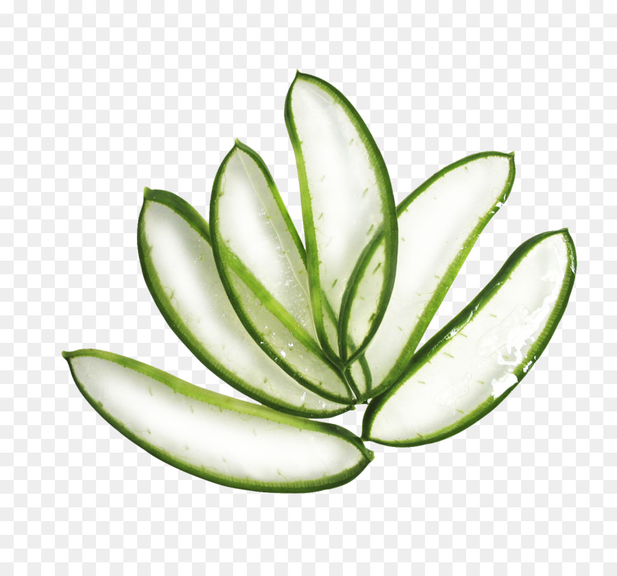 Aloe Vera，Folhas PNG