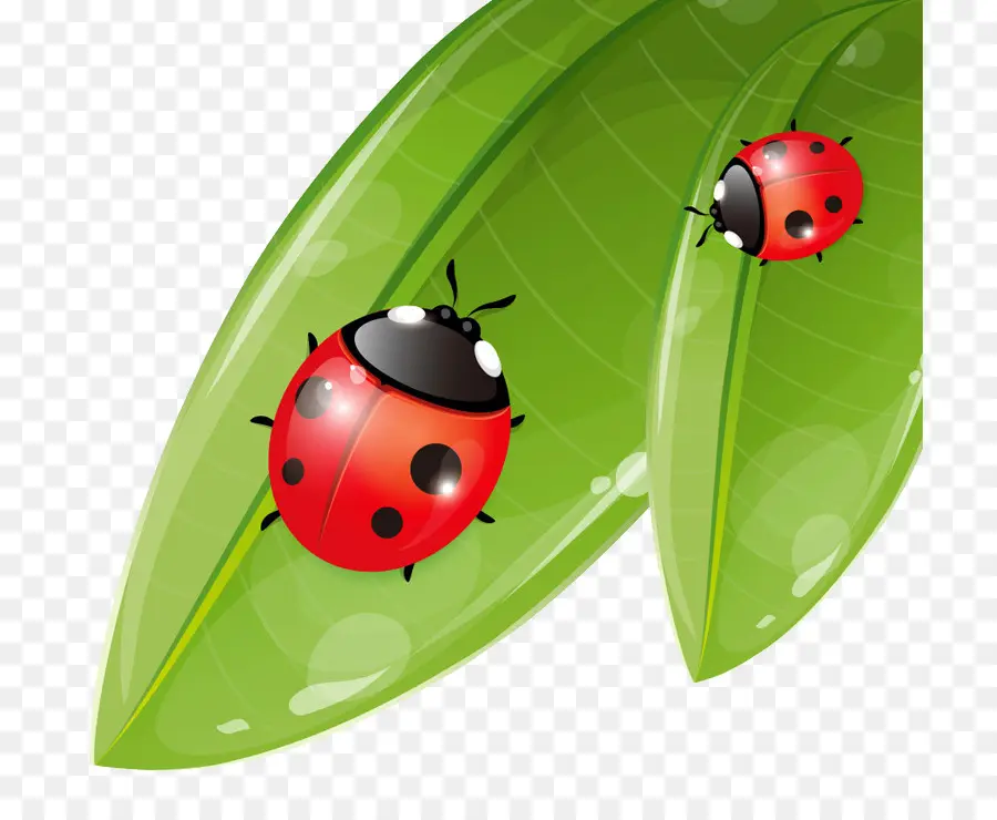 Coccinella Septempunctata，Joaninha PNG