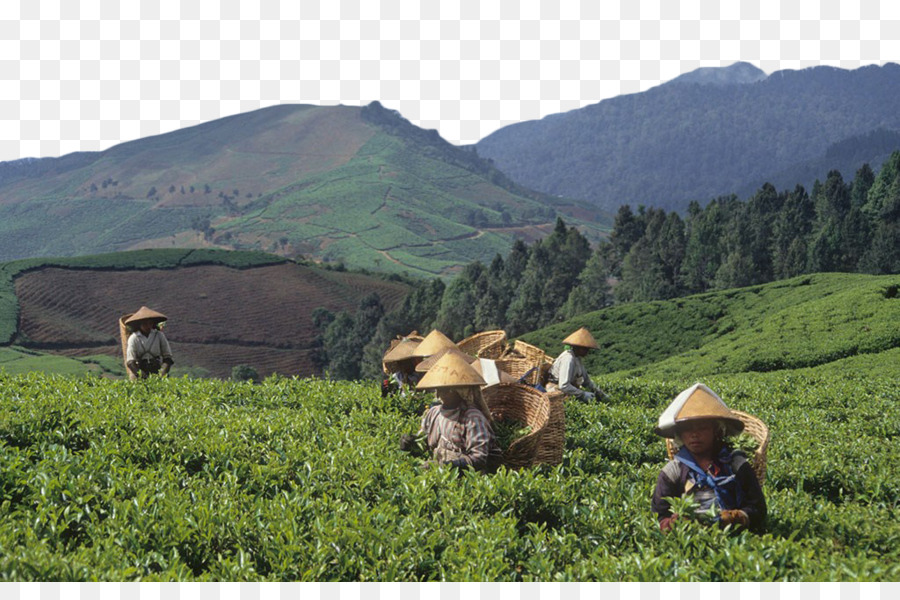 Plantação De Chá，Trabalhadores PNG