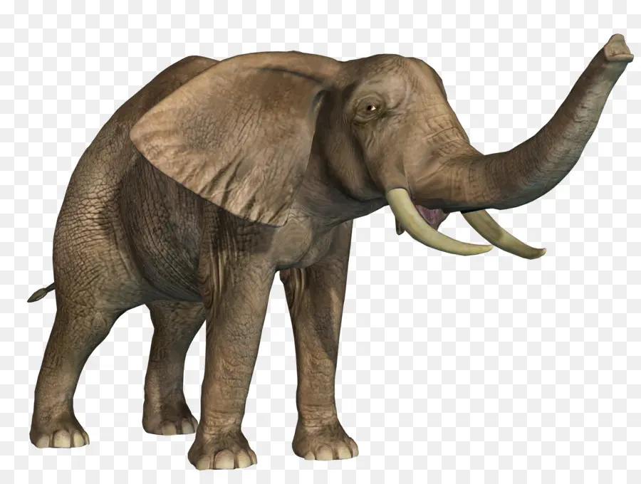 Elefante Africano，Elefante Indiano PNG