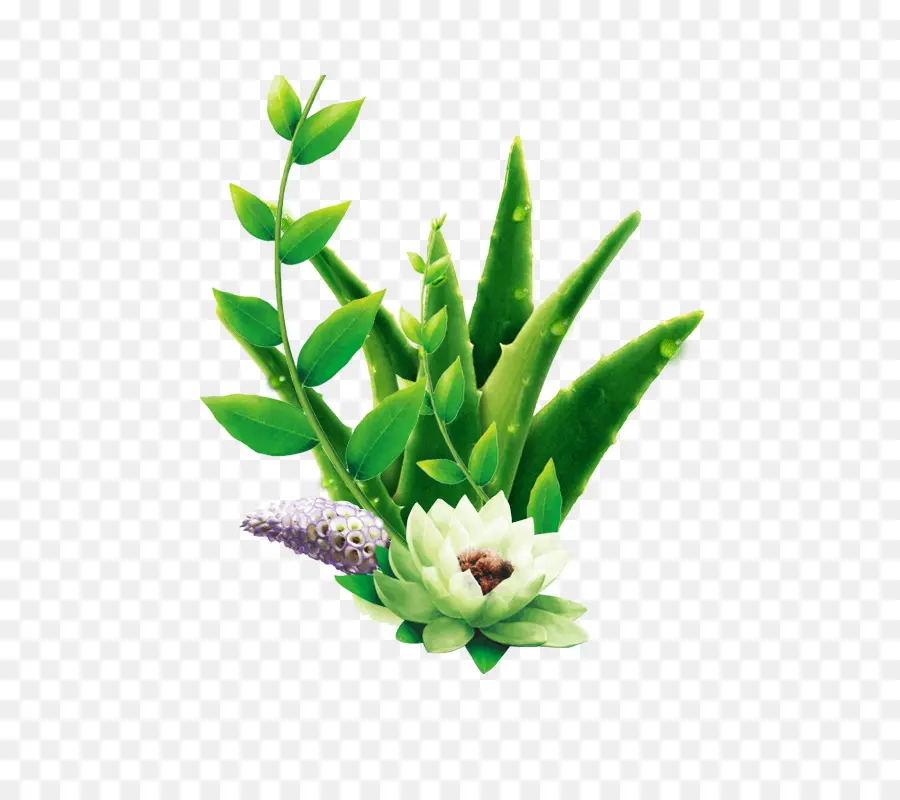 Aloe Vera，Publicidade PNG