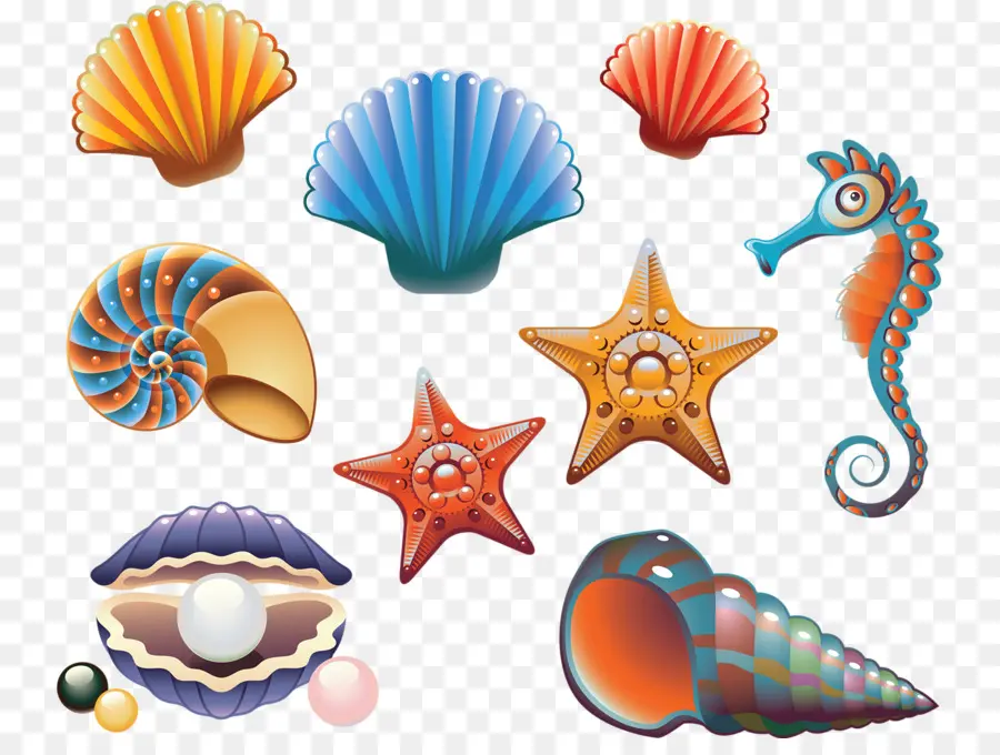 Seashell，Desenho PNG