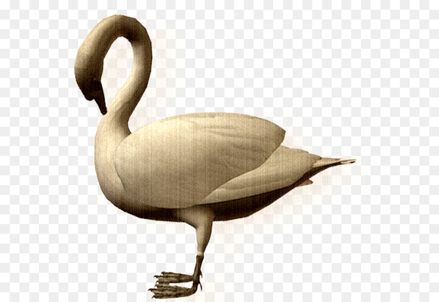 Pato，Cygnini PNG