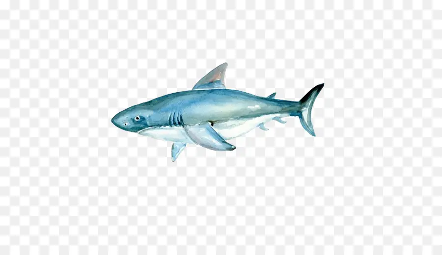 Tubarão，Tubarão Tigre PNG