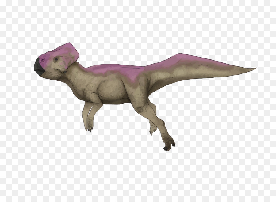 Velociraptor，Graciliceratops PNG