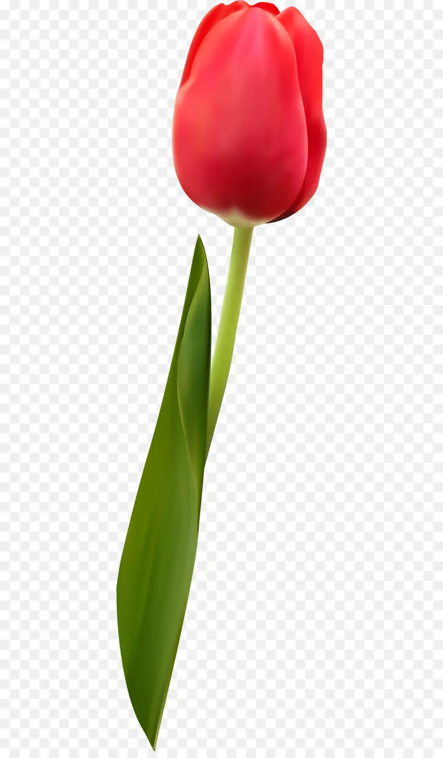 Tulipa，Plantar PNG