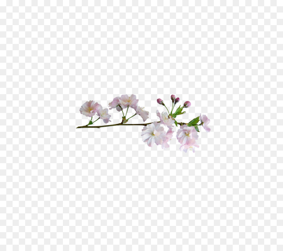 Flor De Cerejeira，Filial PNG