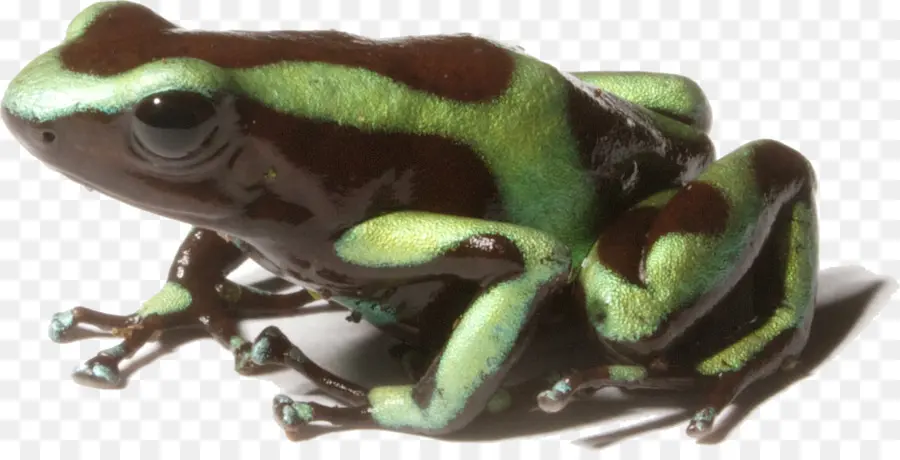 Sapo Verde E Preto，Anfíbio PNG