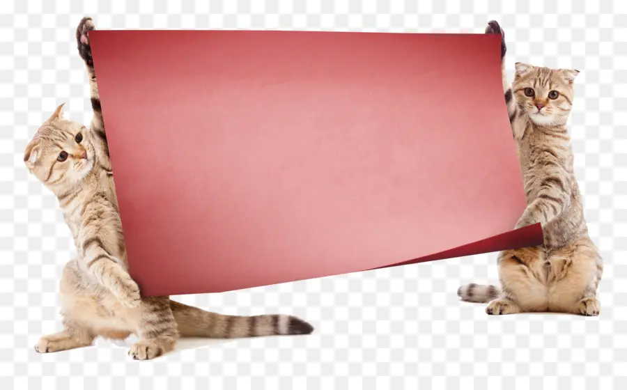 Gatos Com Banner，Animais De Estimação PNG