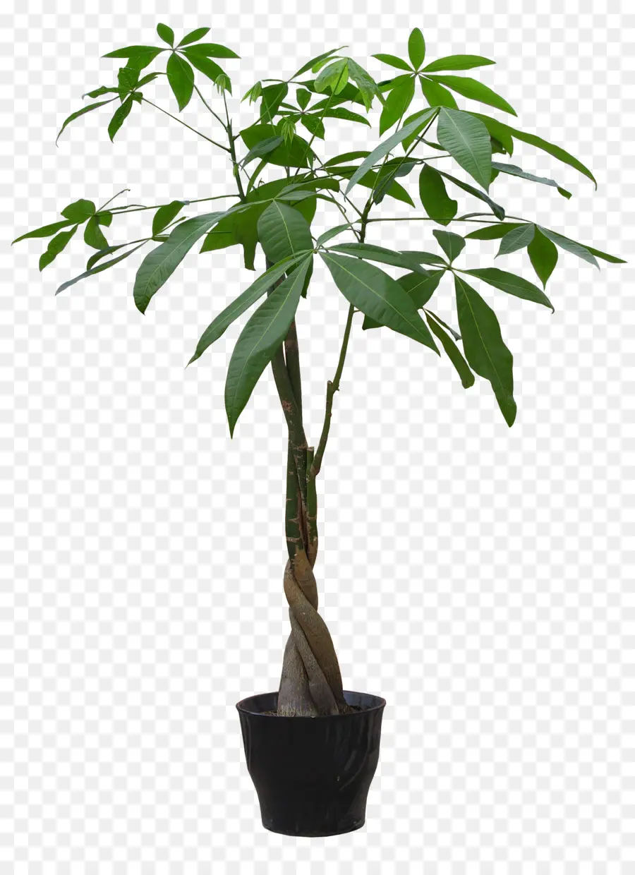 Planta，Planta De Casa PNG