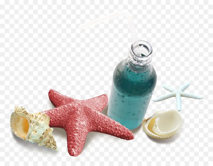 Estrela Do Mar，Download PNG