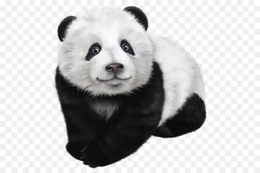 Panda Gigante，Panda Vermelho PNG