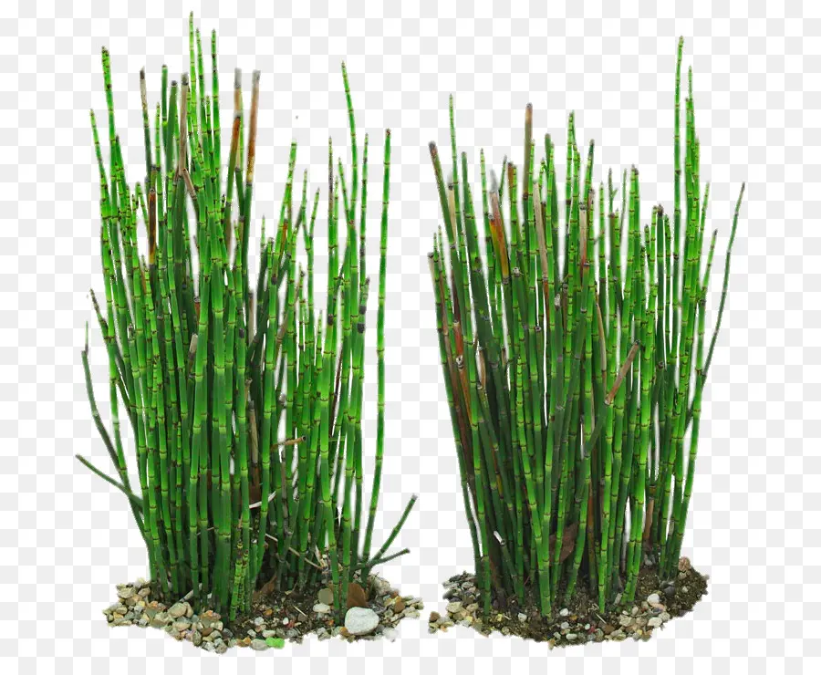 Equisetum Hyemale，Campo De Cavalinha PNG