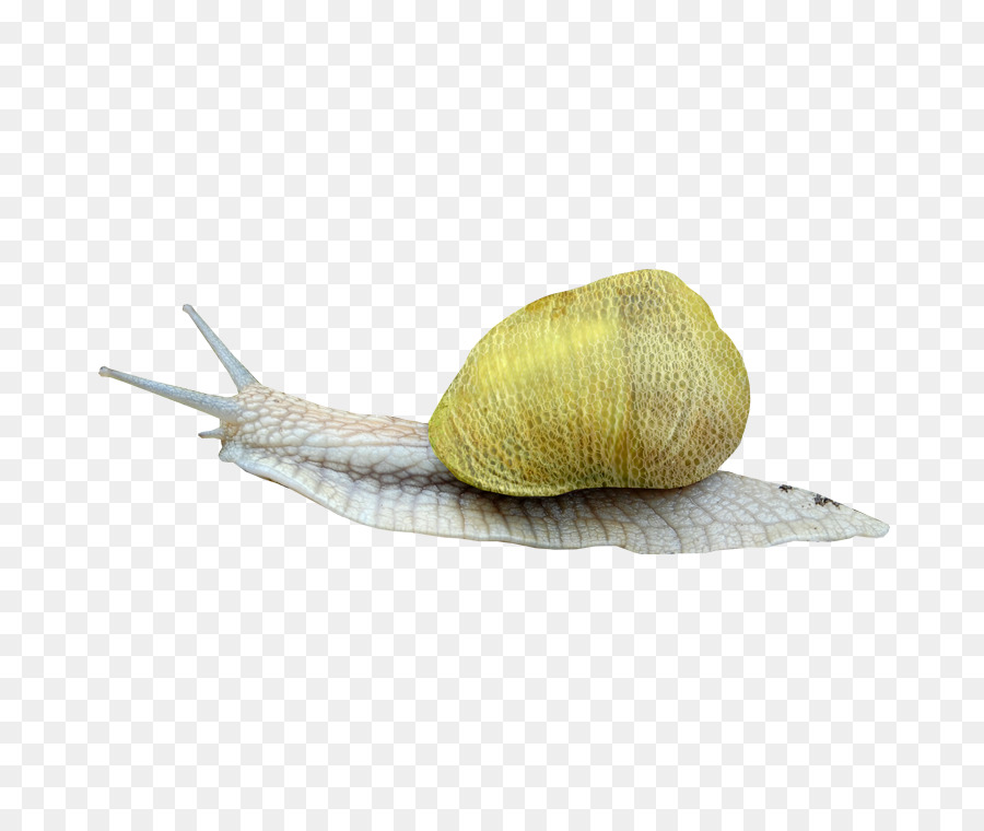 Caracol Amarelo，Concha PNG