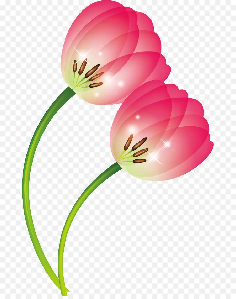 Tulipas，Rosa PNG