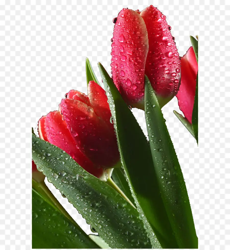 Tulip，Samsung Galaxy Note Ii PNG