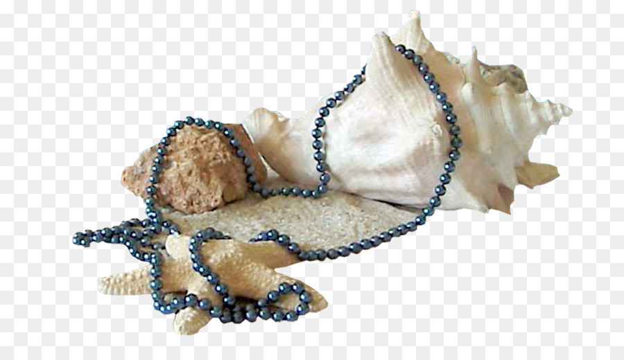 Moluscos Shell，Seashell PNG