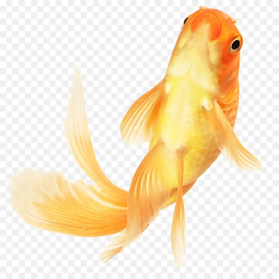 Peixinho，Chinês Peixinho PNG