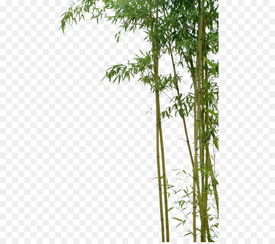 Bambu Verde，Natureza PNG