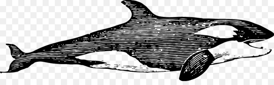 Orca，Marinho PNG