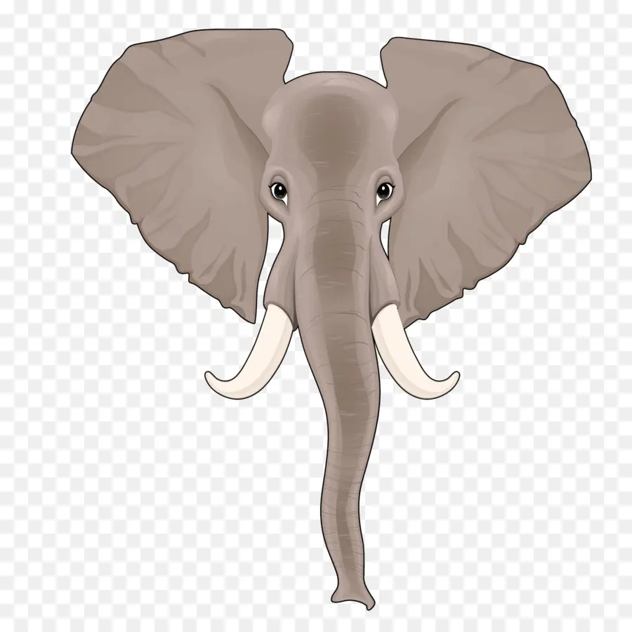 Cabeça De Elefante，Elefante PNG