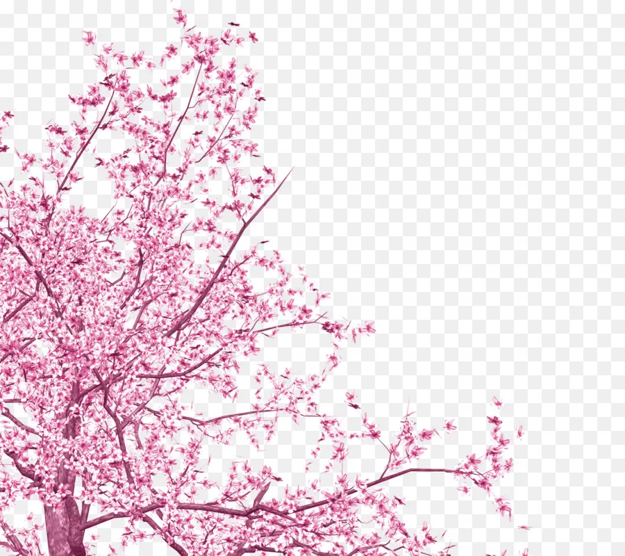 National Cherry Blossom Festival，Flor De Cerejeira PNG