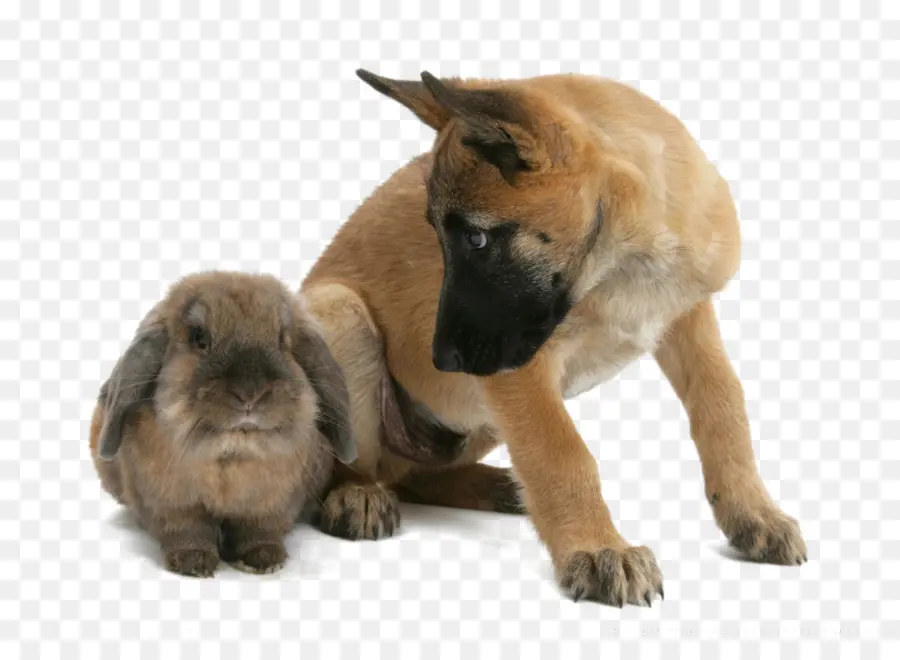 Cachorro E Coelho，Bicho De Estimação PNG