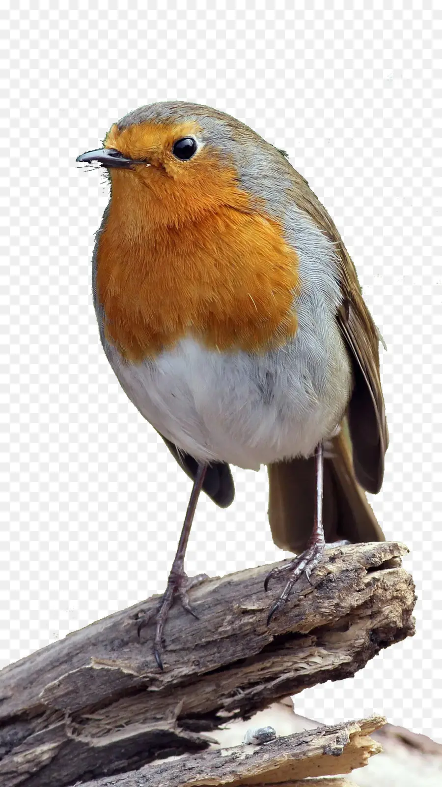 Europeia Robin，Aves PNG