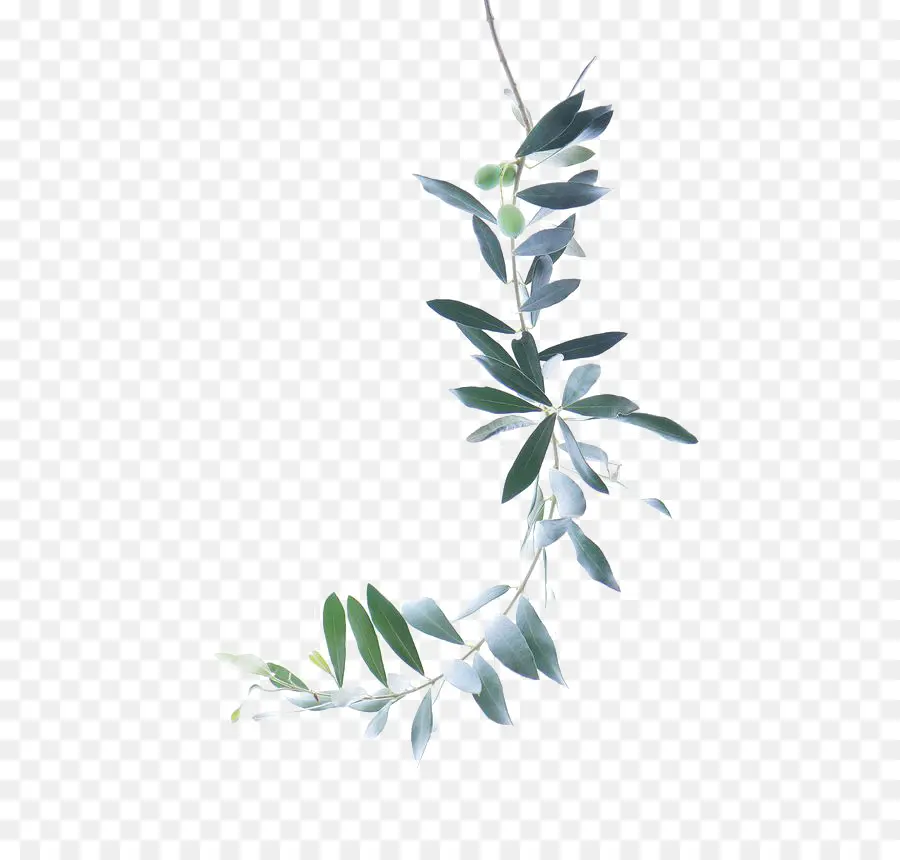 Pintura Em Aquarela，Olive Branch PNG